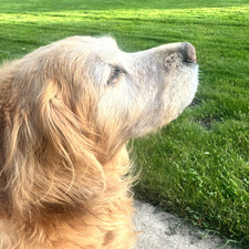 Tdogg