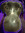Goose