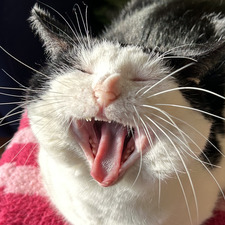 Cloë