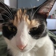 Niki