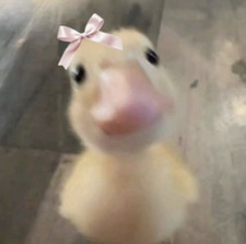Sꨄ