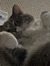 Lainie