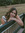 Cambell_evenson