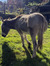 Gudrun