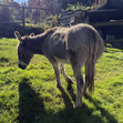 Gudrun