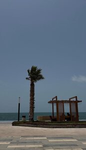 shams |