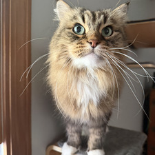 leila