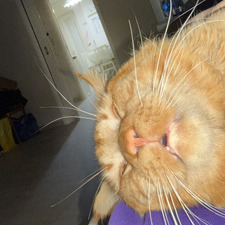 Oliver