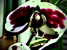 lily