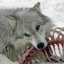 Howler