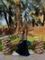 Maheen