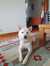 Hansu