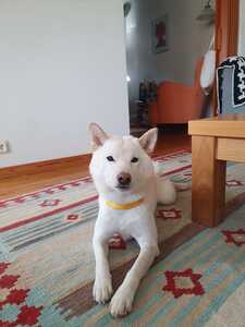 Hansu