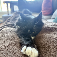Kat