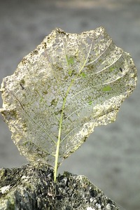 Anila Topalli