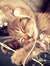 amalia ⋆ ★